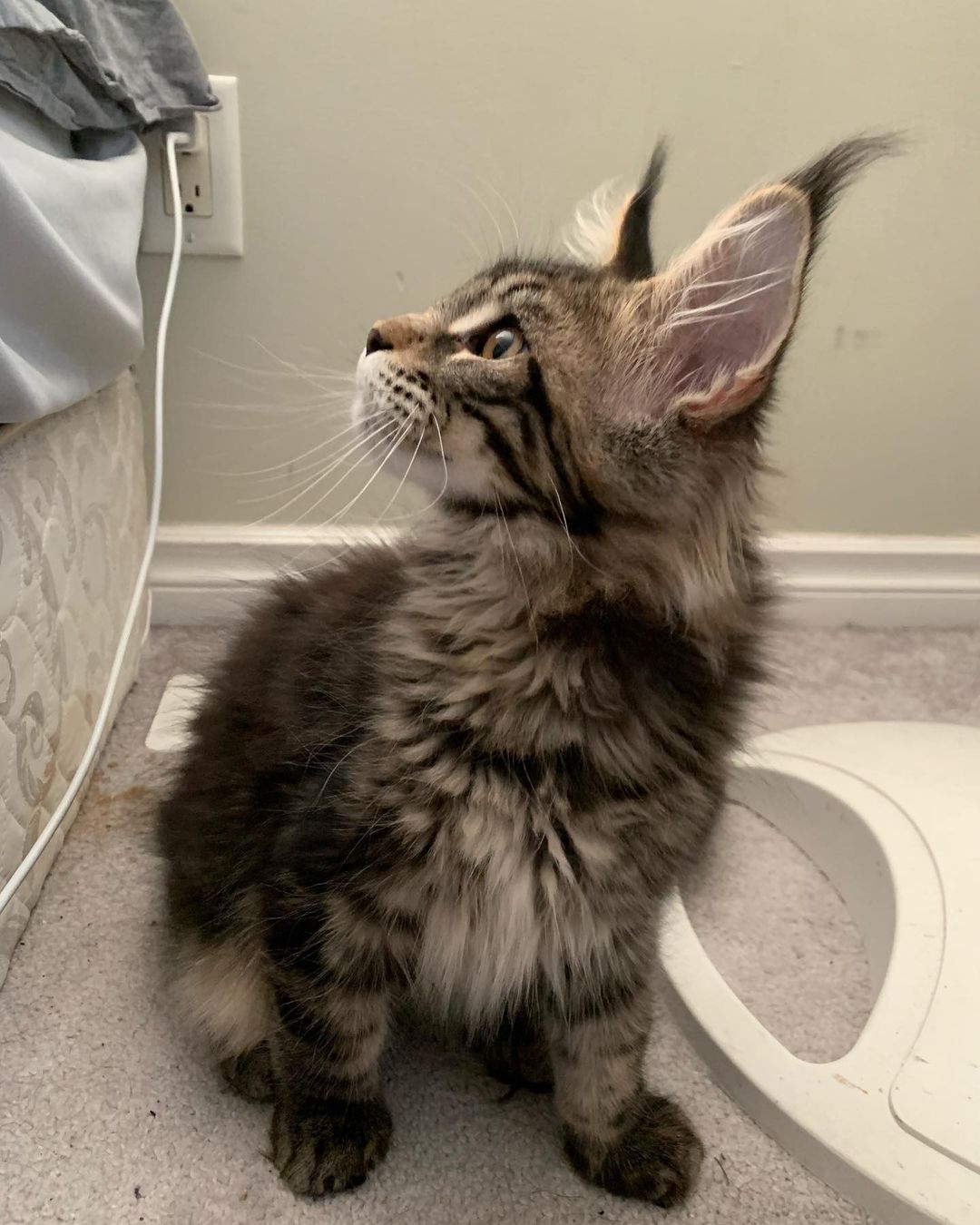 Cecil, a Maine Coon kitten