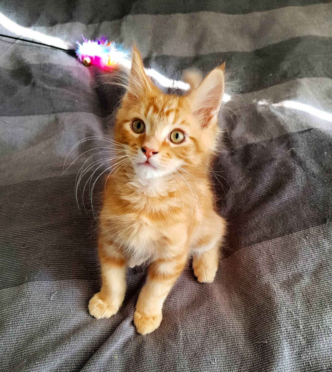 Edi, a Maine Coon kitten