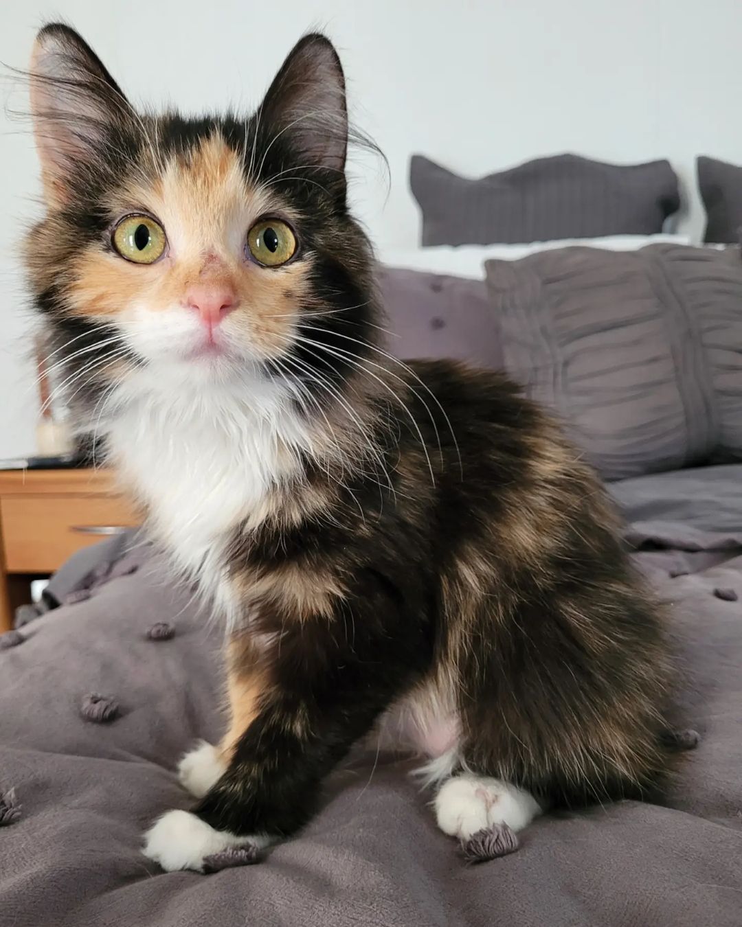 Freya, a Maine Coon kitten