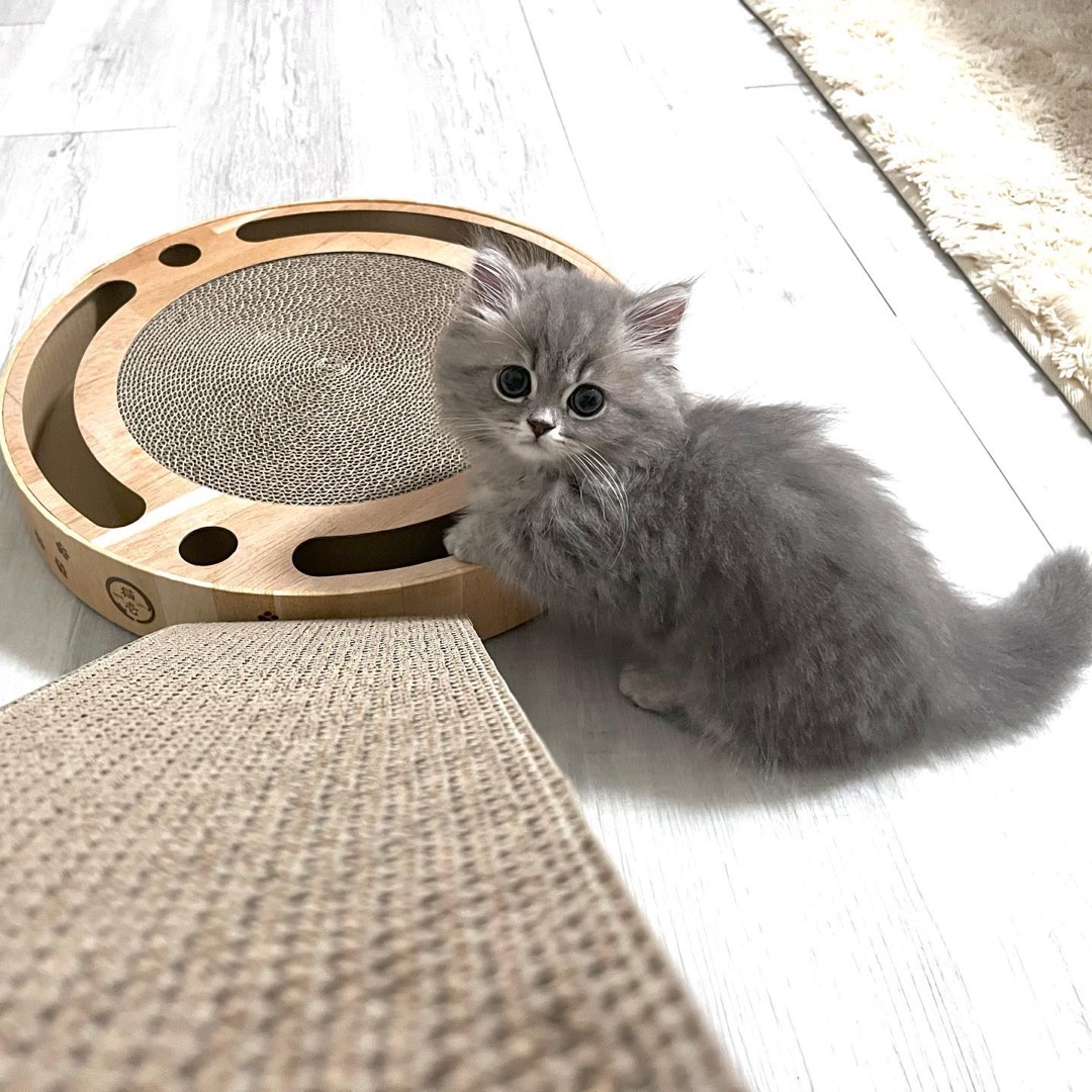 Hauru, a Maine Coon kitten