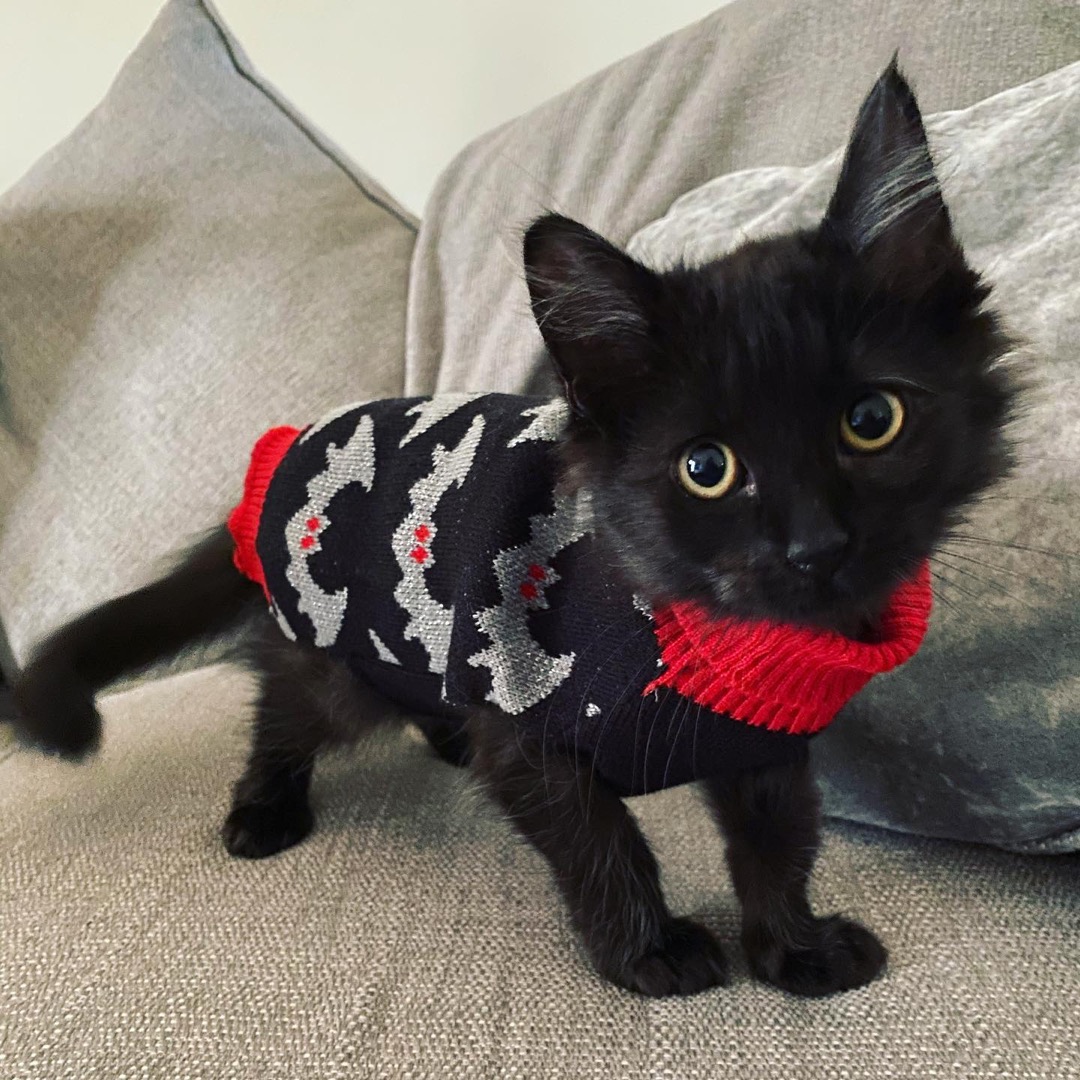 Jick, a Maine Coon kitten