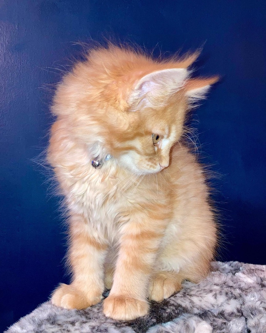 Karen, a Maine Coon kitten