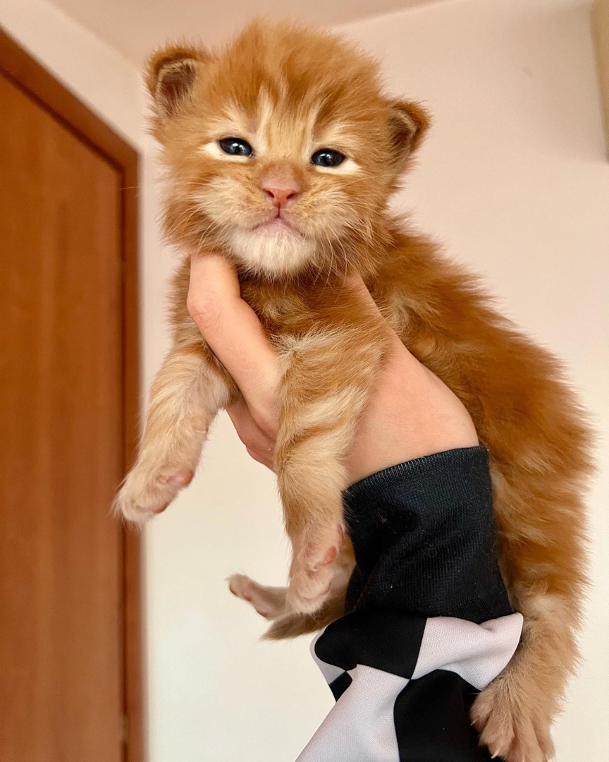 Kella, a Maine Coon kitten