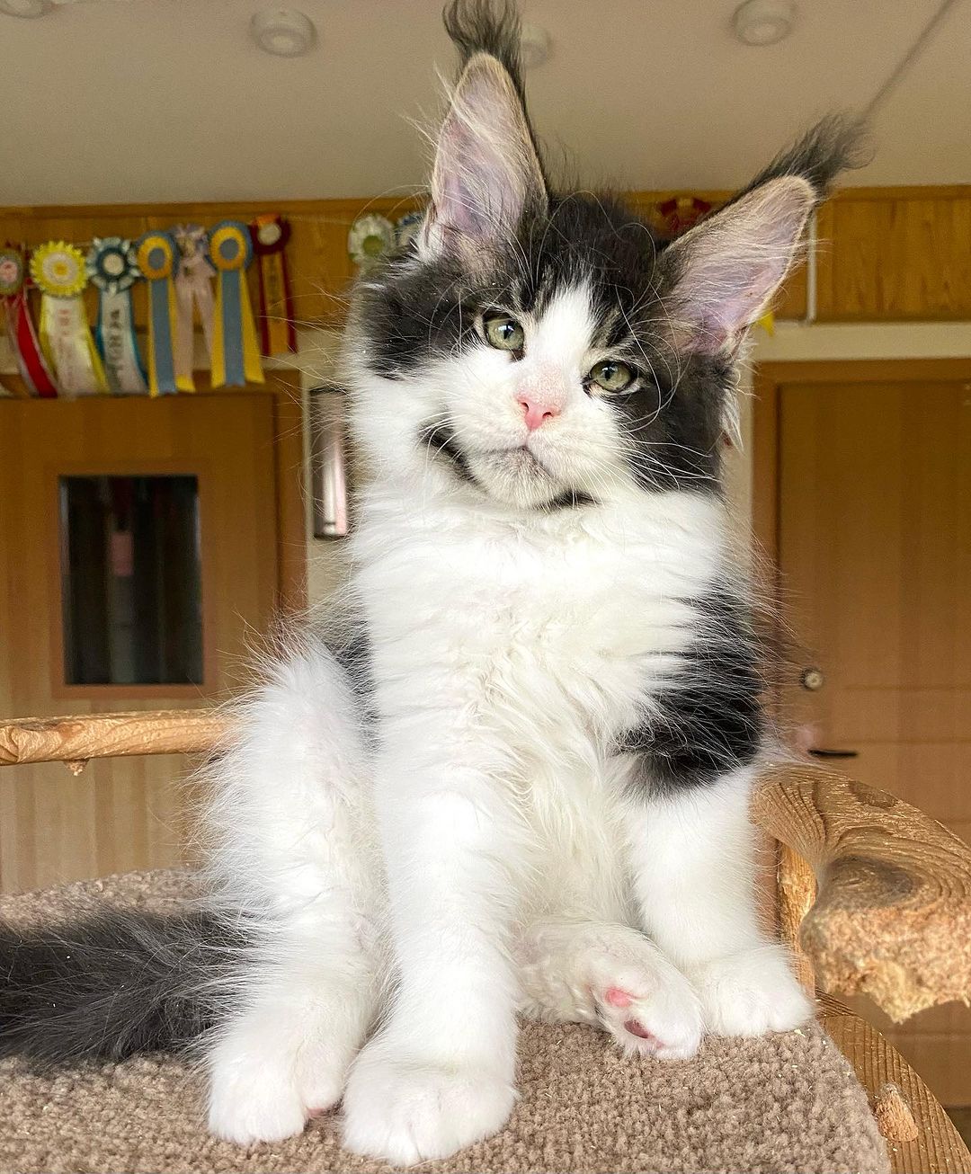 Mya, a Maine Coon kitten