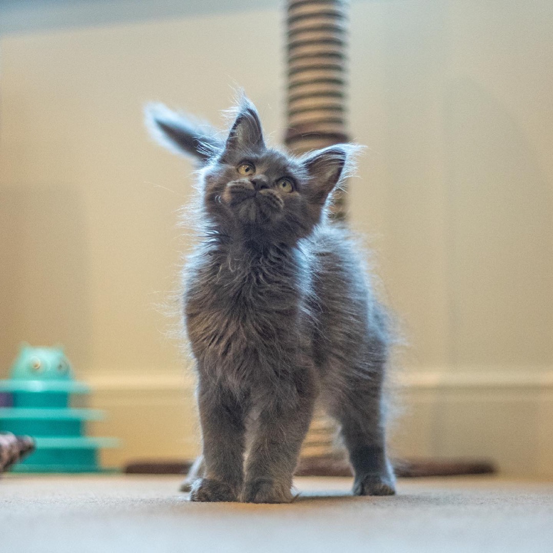 Odin, a Maine Coon kitten