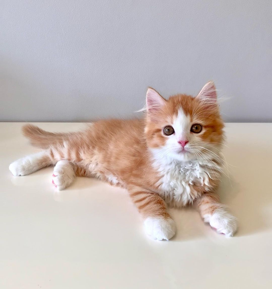 Poporo, a Maine Coon kitten